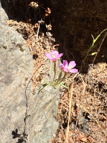 Clarkia gracilis, photograph 4