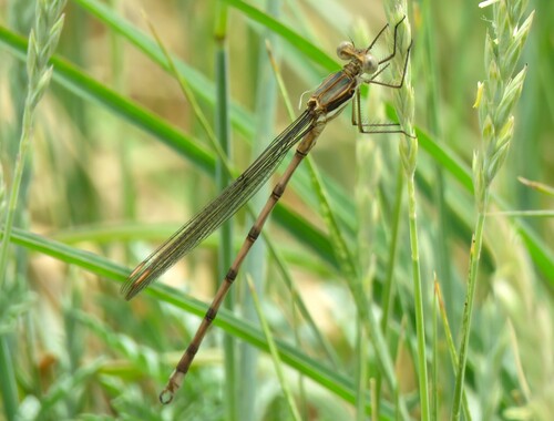 Great Spreadwing