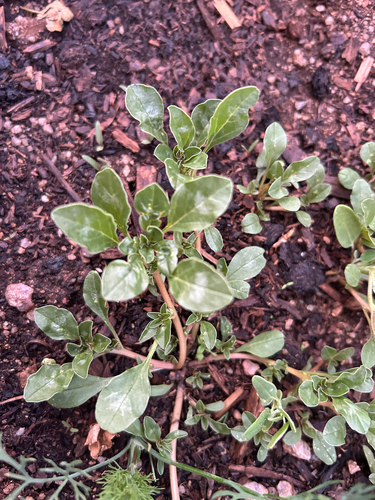 procumbent pigweed