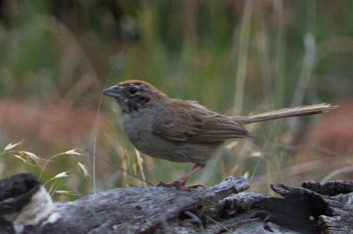 Rufous-crowned Sparrow