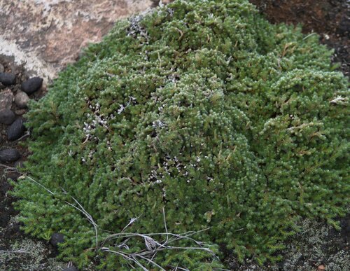 Peruvian Spikemoss · Peruvian Spikemoss · Peruvian Spikemoss
