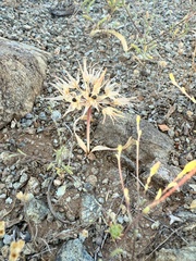 Allium falcifolium