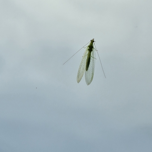 Red-lipped Green Lacewing