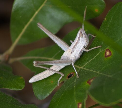 Two-striped Mermiria