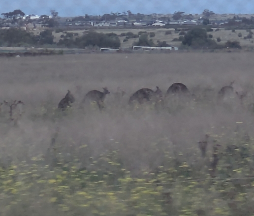 Eastern Grey Kangaroo