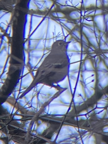 Townsend's Solitaire