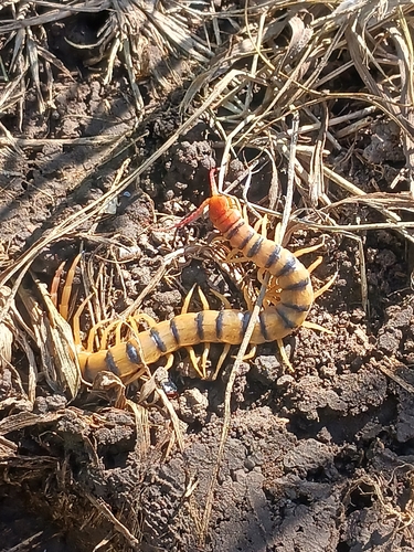 Common Desert Centipede