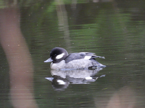 Bufflehead