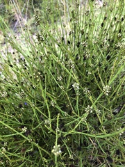 Thesium spicatum