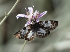 Chiomara asychis