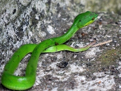 Trimeresurus insularis