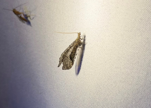 Lomamyia squamosa