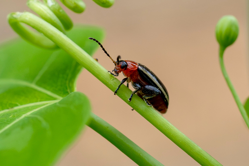 Pigweed Flea Beetle