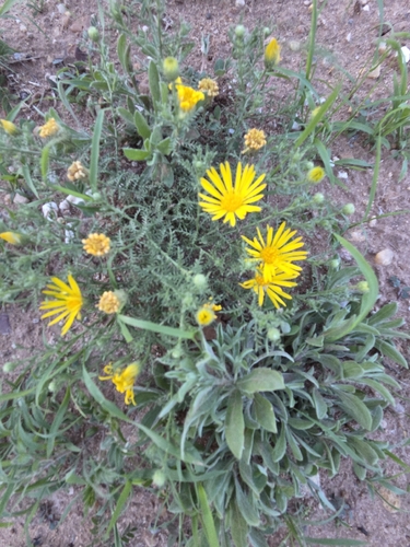 Spiny Goldenweed