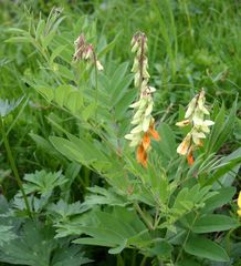 Lathyrus laevigatus occidentalis