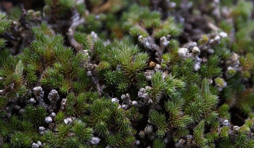 Peruvian Spikemoss · Peruvian Spikemoss · Peruvian Spikemoss