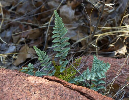 Eaton's Lipfern · Eaton's Lipfern · Eaton's Lipfern