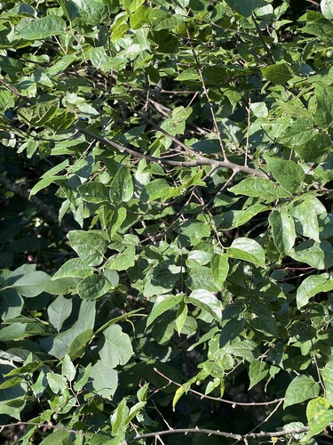 Celtis tenuifolia, photograph 5