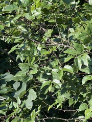 Celtis tenuifolia, photograph (c) Nathan Aaron, some rights reserved (CC BY)