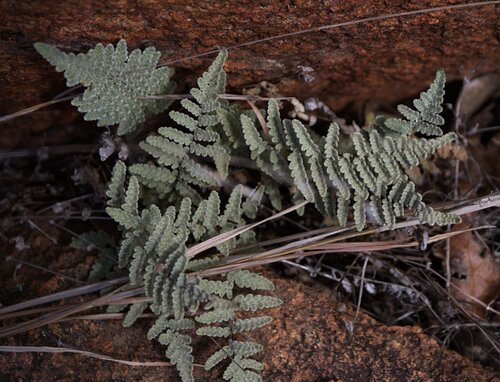 Eaton's Lipfern · Eaton's Lipfern · Eaton's Lipfern