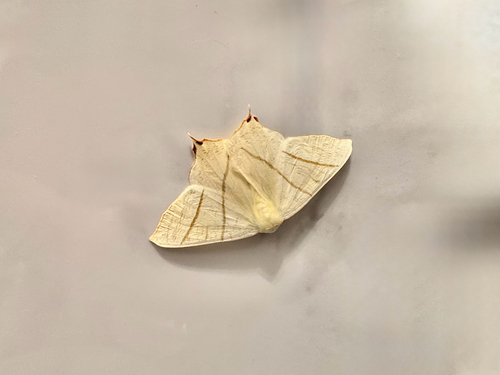 Swallow-tailed Moth