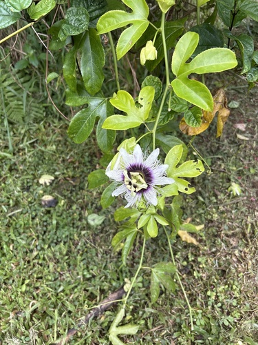 common passionfruit
