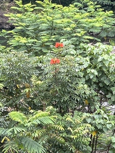 African tulip tree