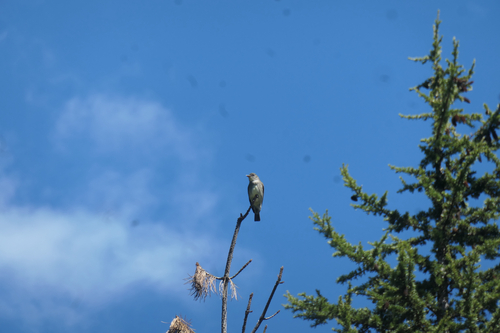 Olive-sided Flycatcher