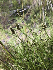 Thesium spicatum