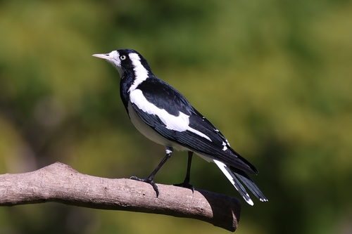 Magpie-lark
