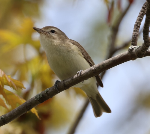 Warbling Vireo