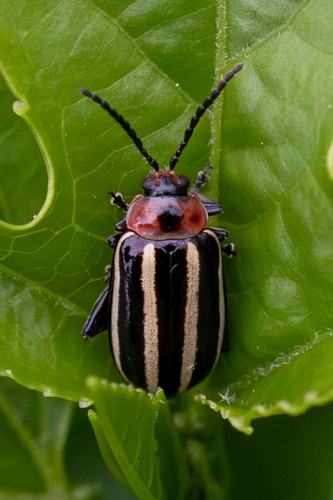 Pigweed Flea Beetle