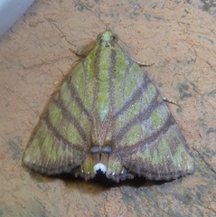 Eulepidotis reticulata