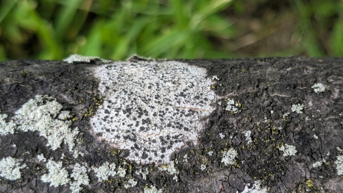 Tiny Button Lichen