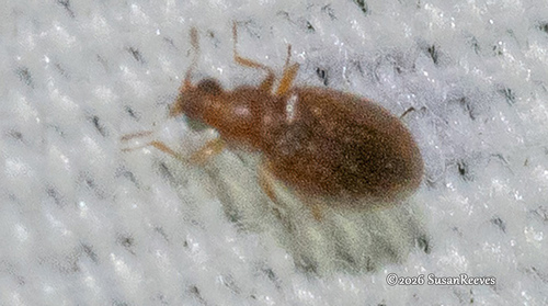 Melanophthalma