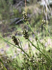 Thesium spicatum