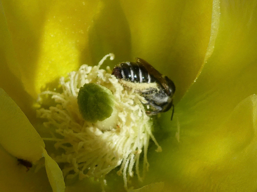 Orange-tipped Woodborer