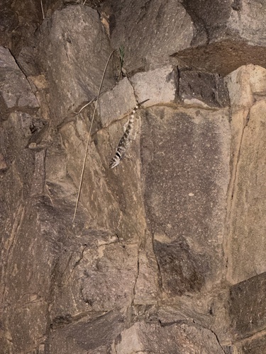 Crevice Spiny Lizard
