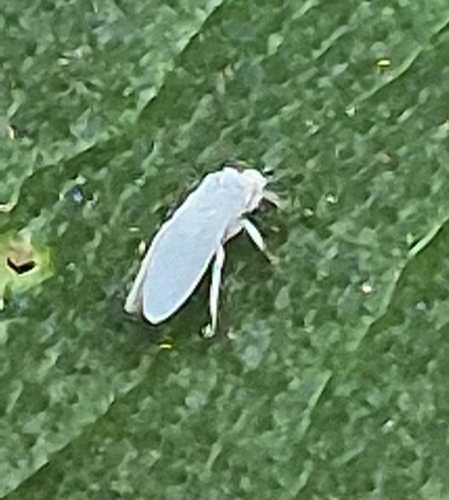 Semidalis