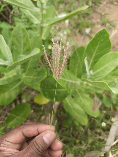 feather finger grass