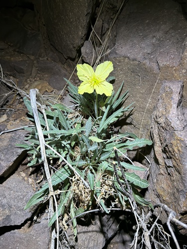 shortfruit evening primrose