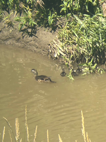 Wood Duck
