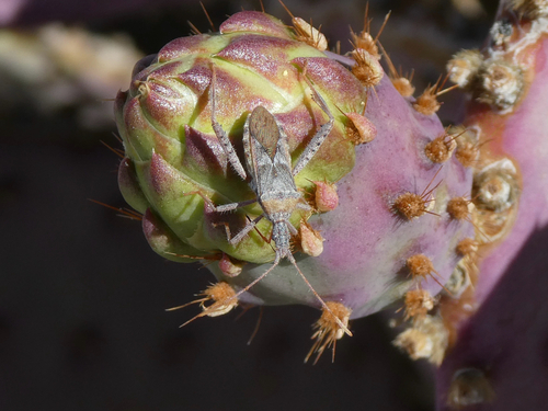 Leaf-footed Cactus Bug