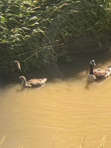 Canada Goose