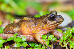 Eupsophus emiliopugini