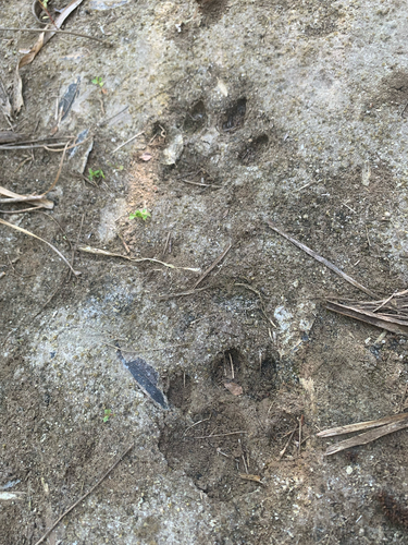 Mountain Lion