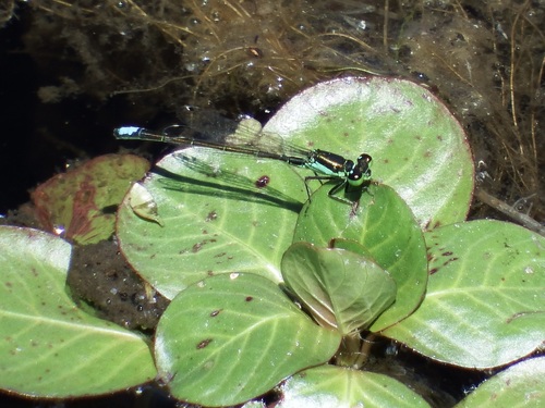 Black-fronted Forktail