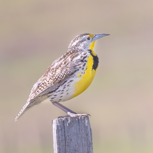Western Meadowlark