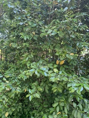 Theaceae