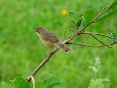 Cisticola erythrops
